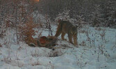 Gift Lake Wildlife (Credit: Tyler Anderson)